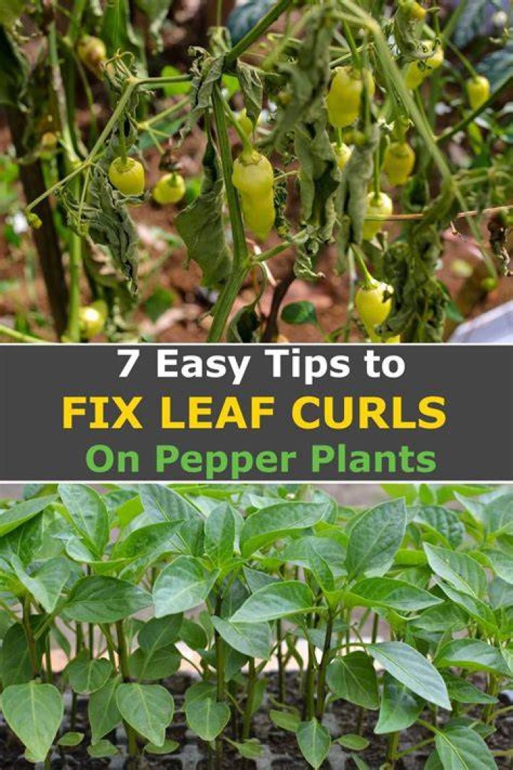 What causes pepper plant leaves to curl