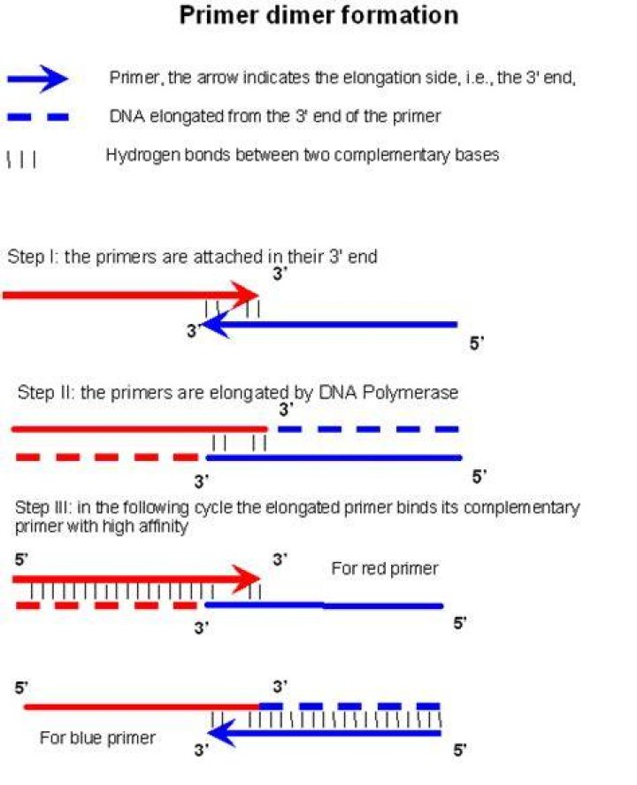What causes primer dimer