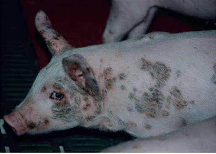 What causes swine pox