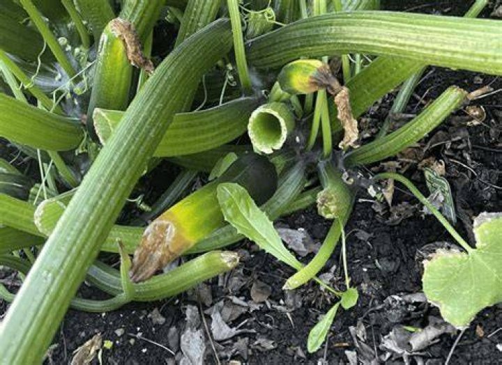 What causes zucchini to rot on the vine