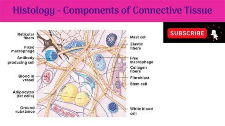 What cells are found in the intercellular material