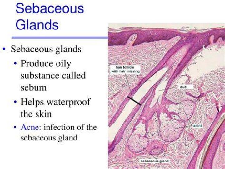 What cells make up sebaceous glands