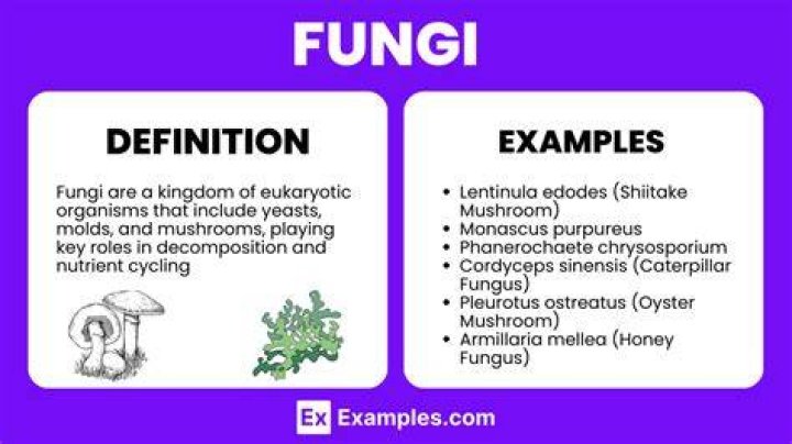 What characteristics best define fungi