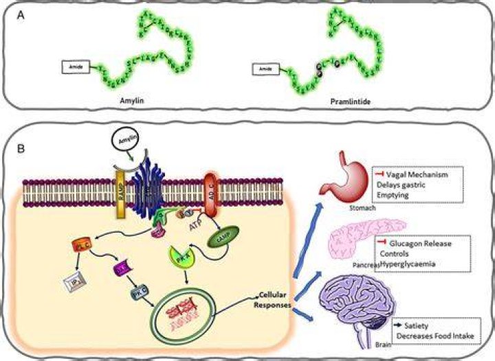 What class of drug is pramlintide