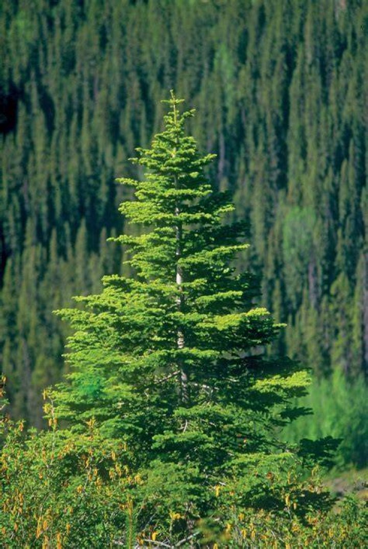 What climate do spruce trees grow in