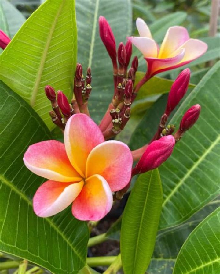 What color are plumeria flowers