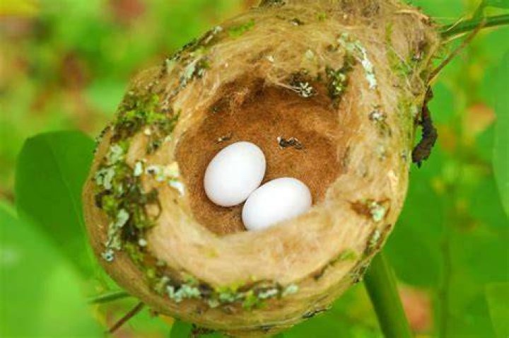 What color is a hummingbird egg