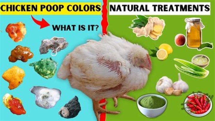 What color should Chicken Poop be