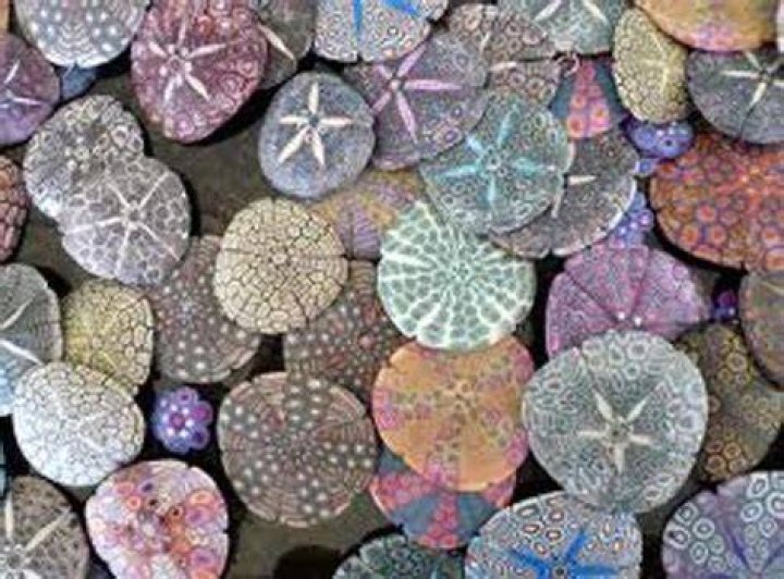 What colors are sand dollars