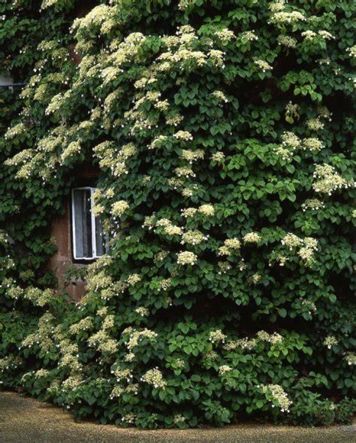 What colors do climbing hydrangeas come in