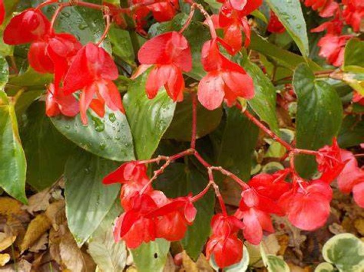 What colors do dragon wing begonias come in