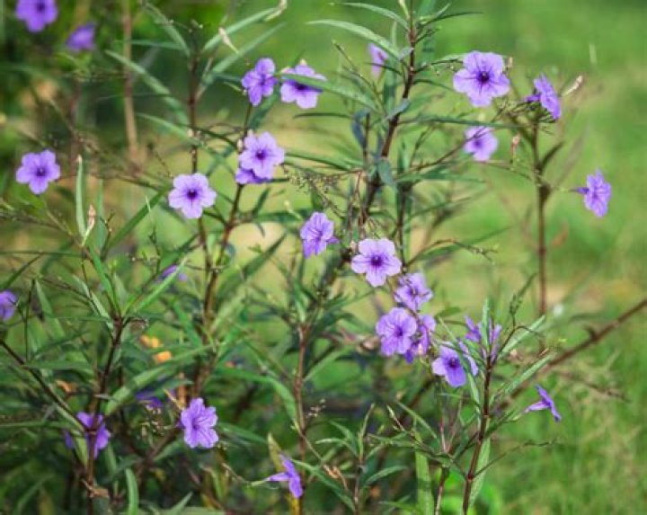 What colors do Mexican Petunias come in