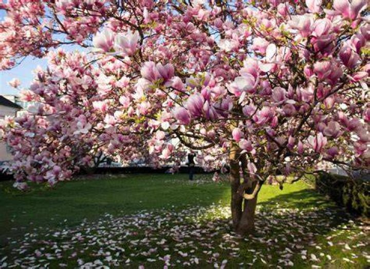 What conditions do magnolia trees like