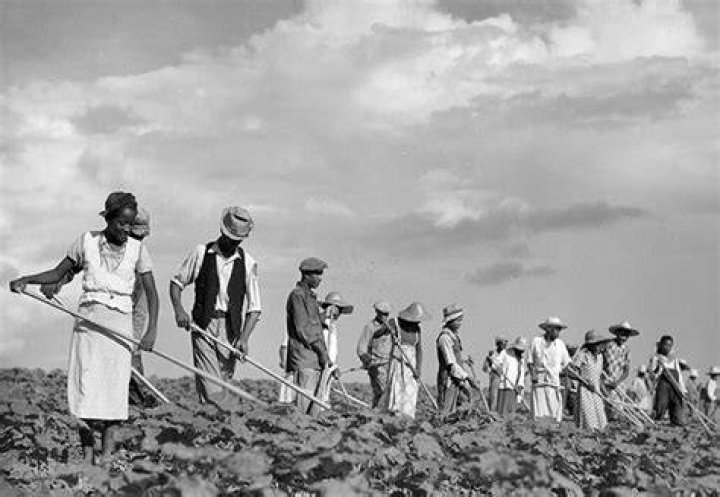 What did tenant farmers do