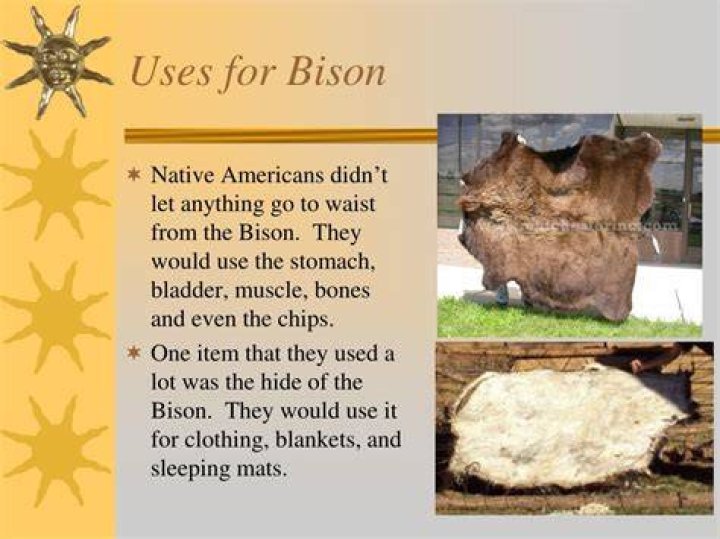 What did the Native Americans use bison for