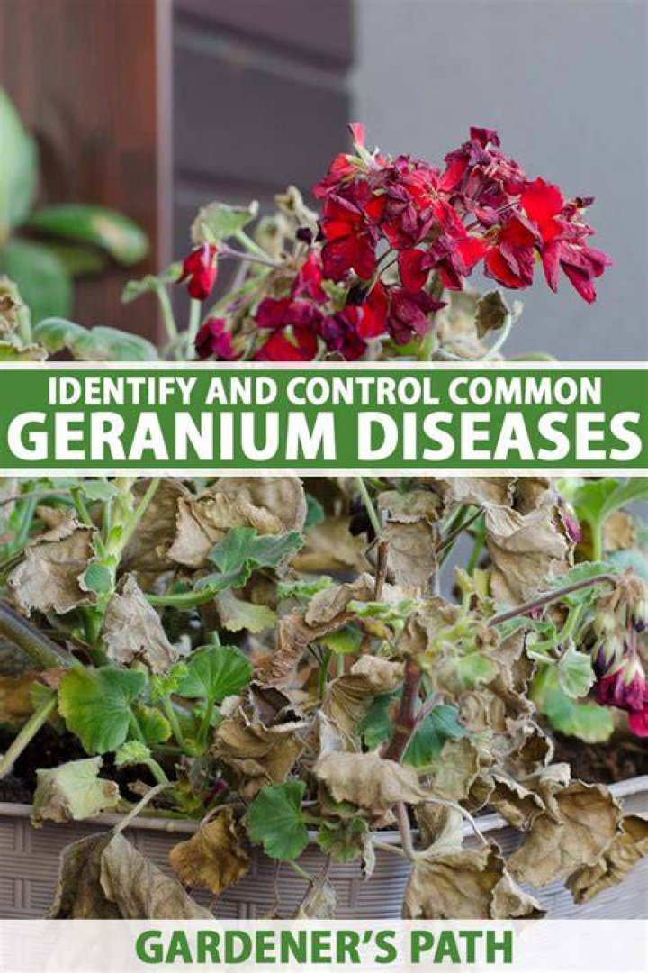 What diseases do geraniums get