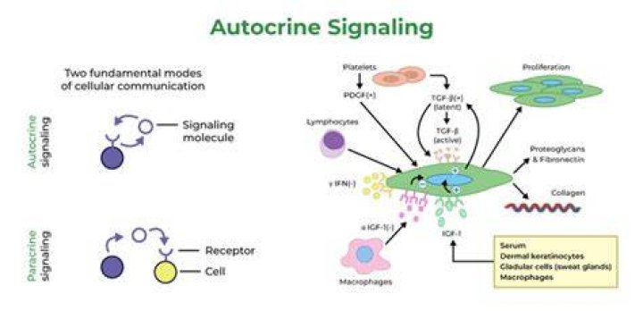 What do autocrine cells target