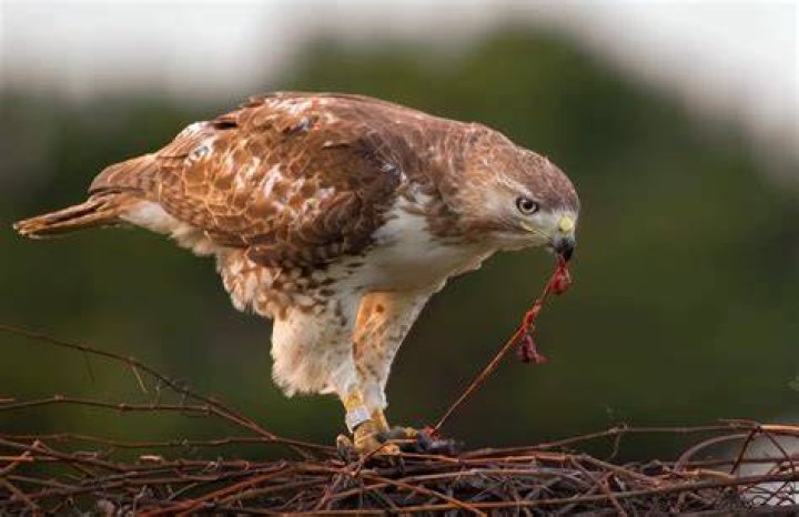 What do baby red tailed hawks eat