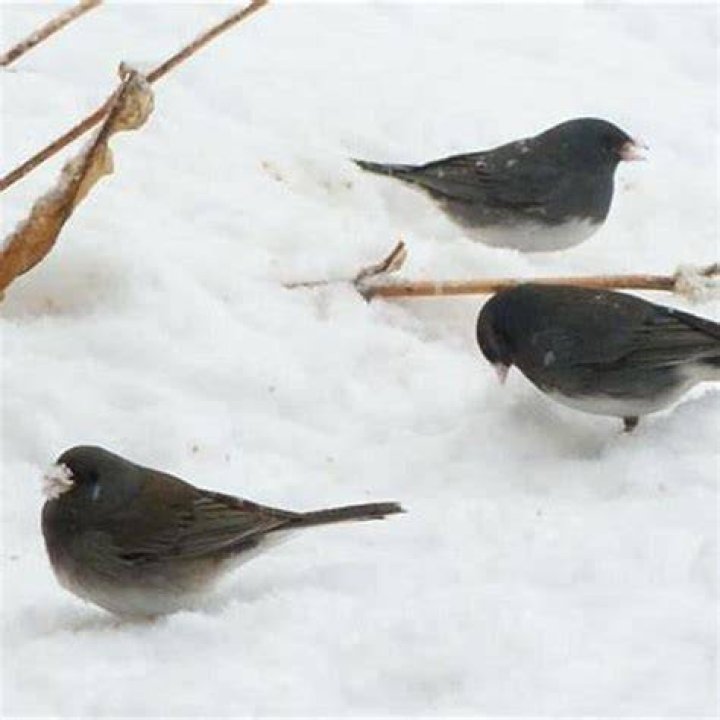 What do birds eat in snow