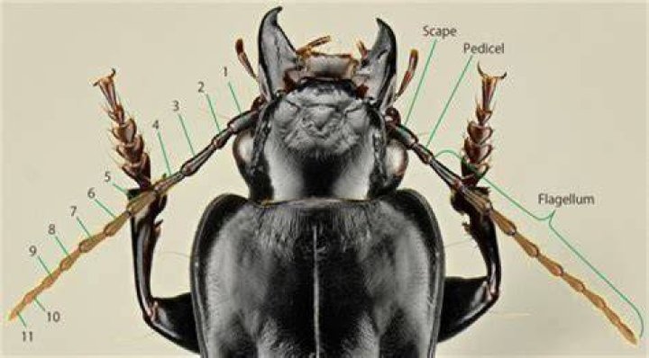 What do bug antennae do