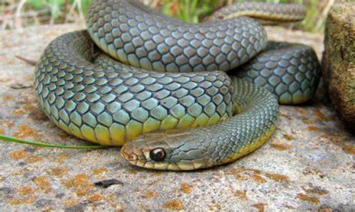 What do eastern racer snakes eat