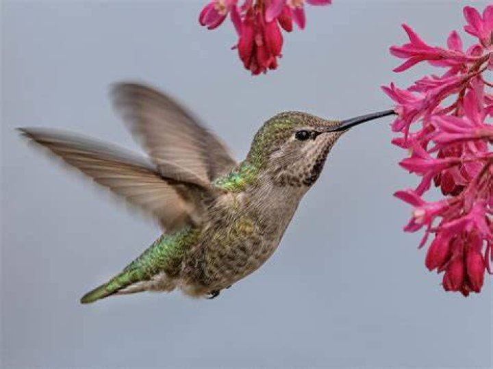 What do female hummingbirds look like