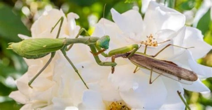 What do flower mantis eat