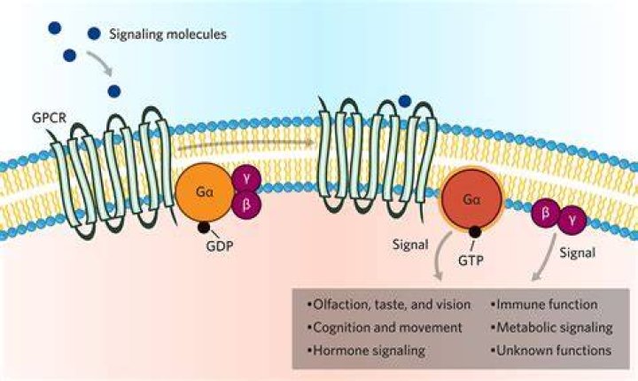 What do G protein linked receptors do