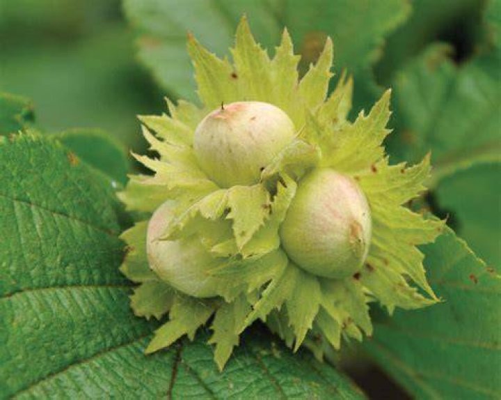 What do hazelnuts look like on the tree