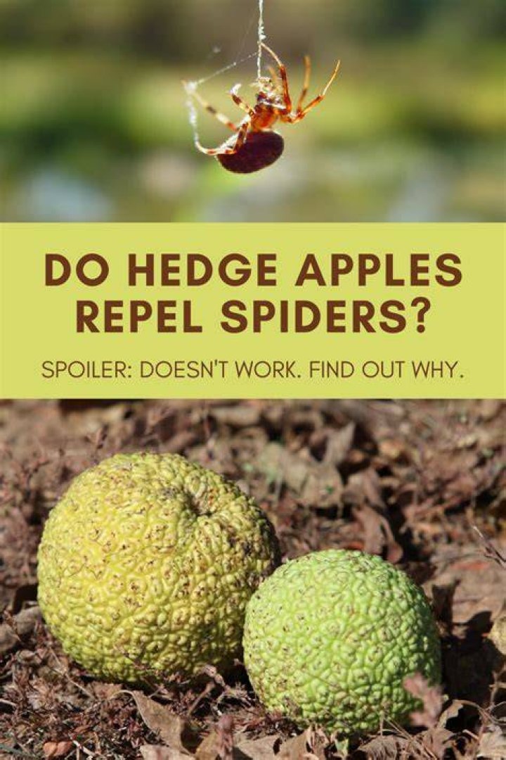 What do hedge apples repel