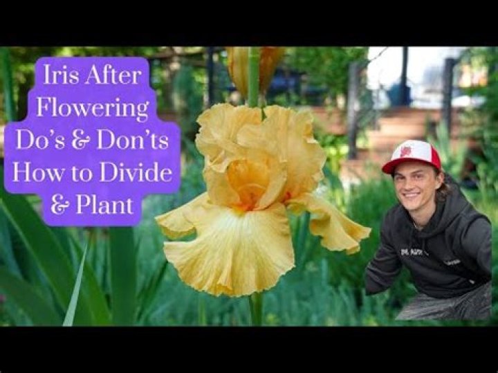 What do I do after irises stop blooming