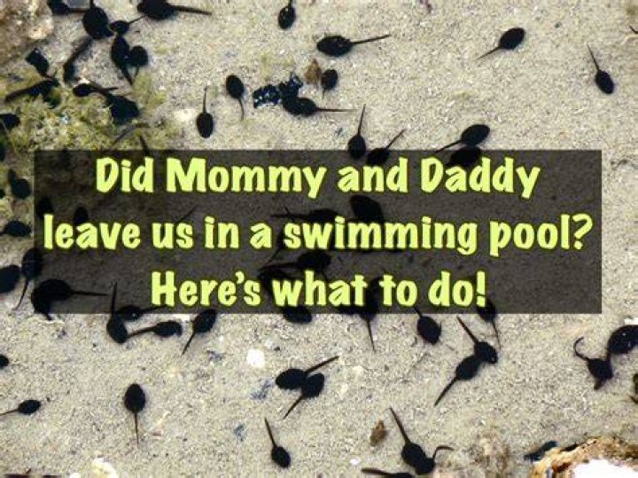 What do I do with tadpoles in my pool