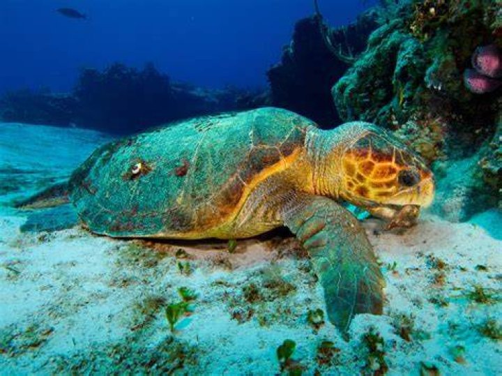 What do loggerhead turtles do