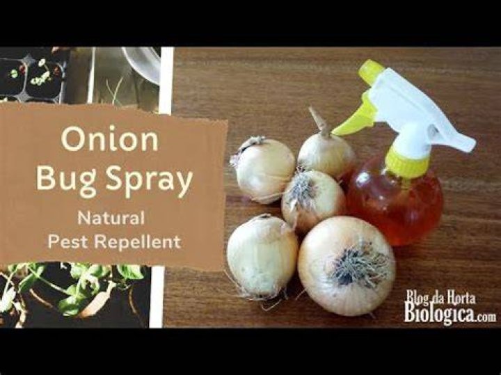 What do onions repel