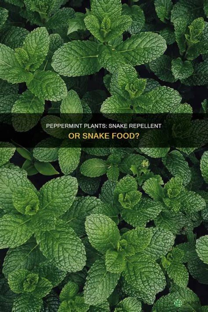What do peppermint plants repel