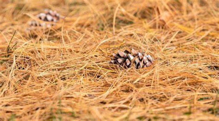 What do pine needles do to soil