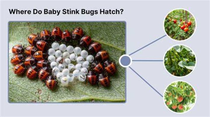 What do stink bugs look like when they hatch