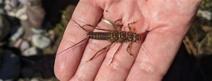 What do stonefly larvae eat