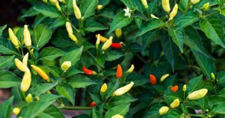 What do tabasco peppers look like