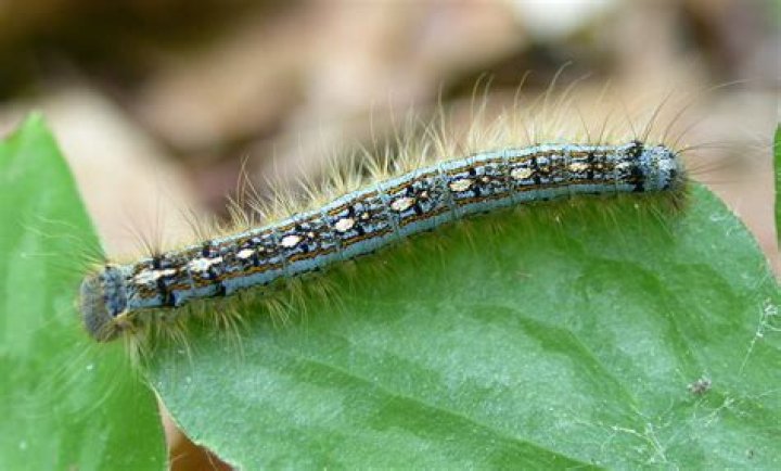 What do the black fuzzy caterpillars turn into