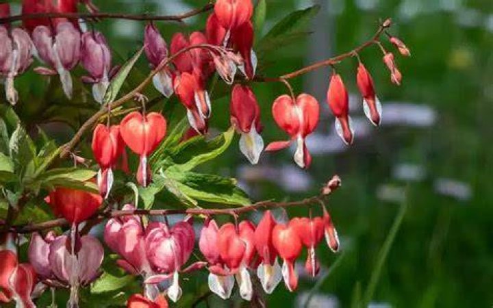 What do you do after bleeding hearts bloom