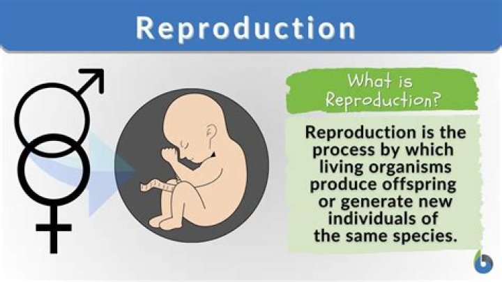 What do you mean by female reproduction