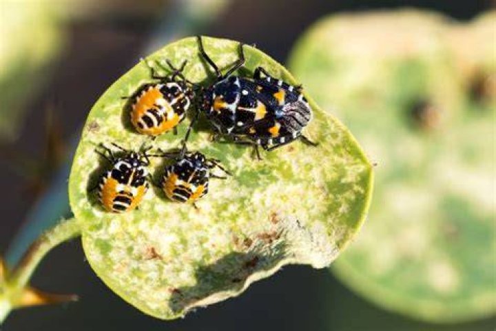 What do you put on cabbage for bugs