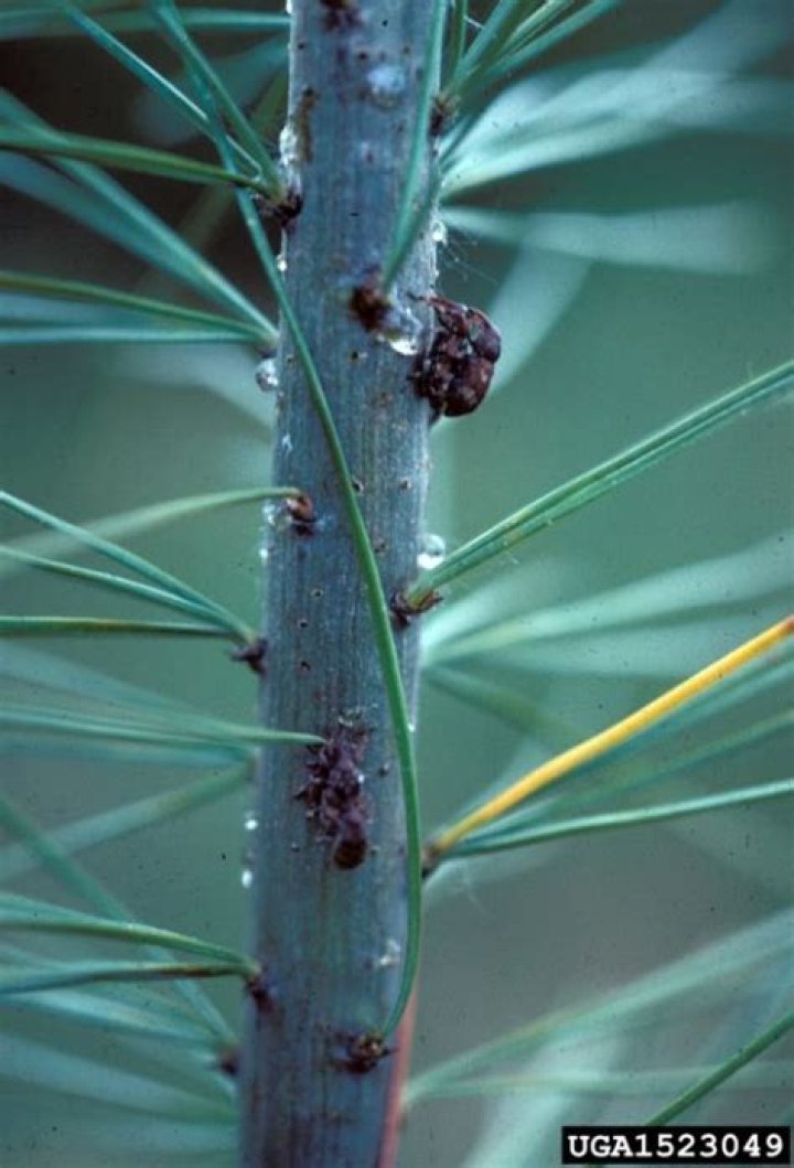 What do you you spray on the white pine weevil