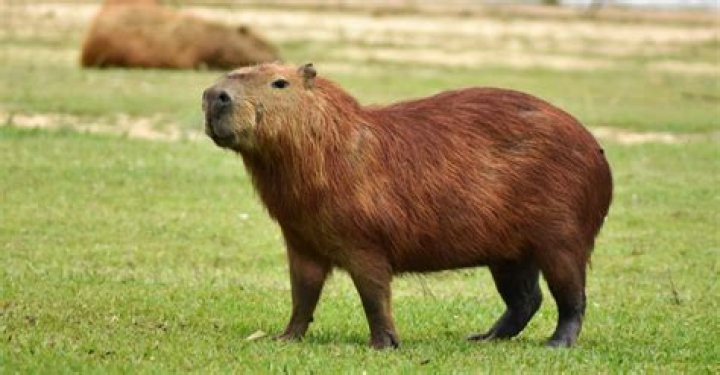 What does a capybara do