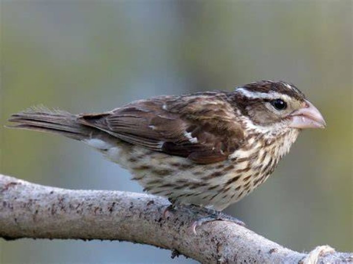 What does a female grosbeak look like