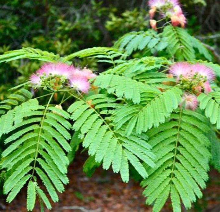 What does a mimosa tree leaf look like