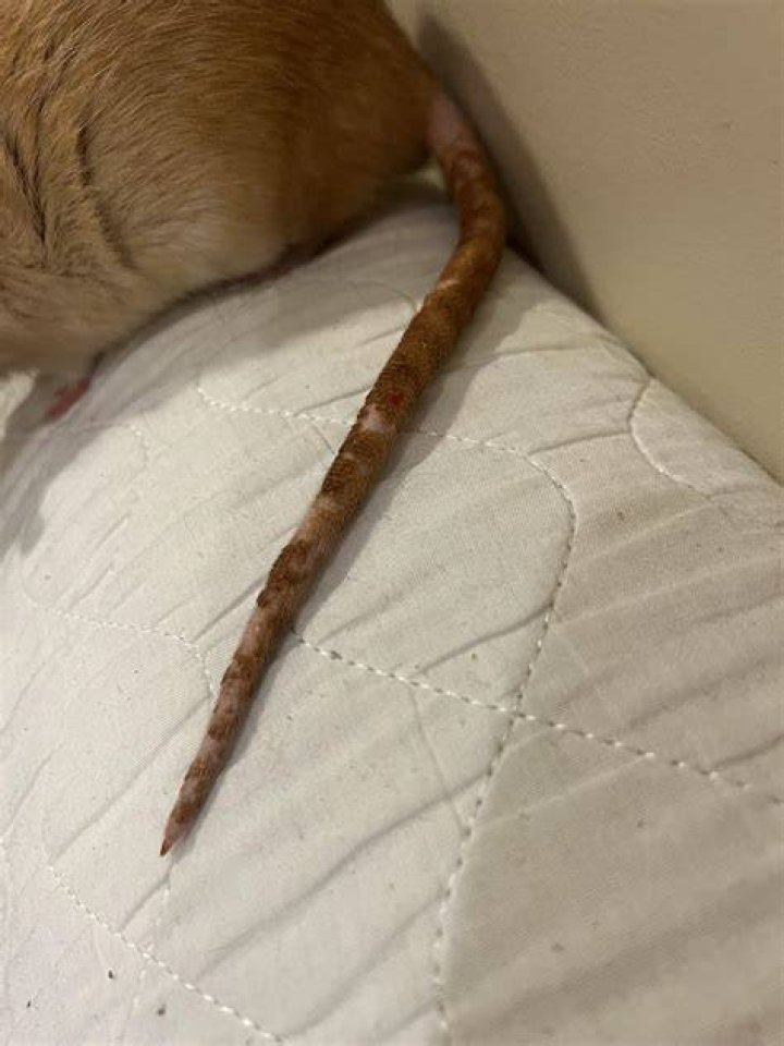 What does a rats tail look like