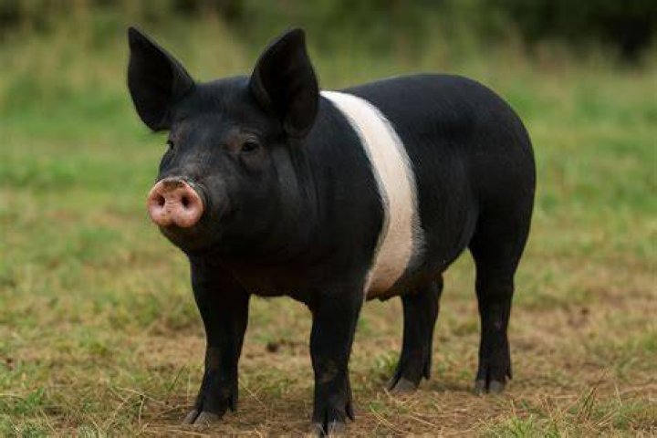 What does a spot pig look like