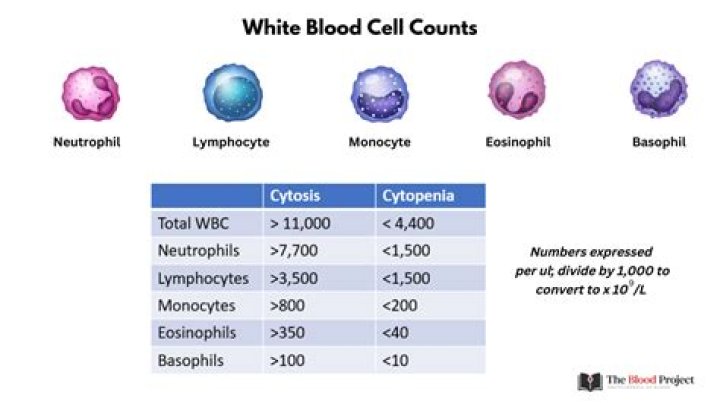 What does a white blood cell count of 22000 mean